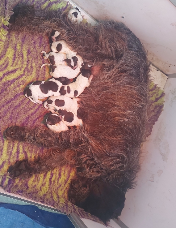 Petit mâle Griffon d'arrêt à poil dur né le 12/11/2025 est proposé – vendu 750 €.