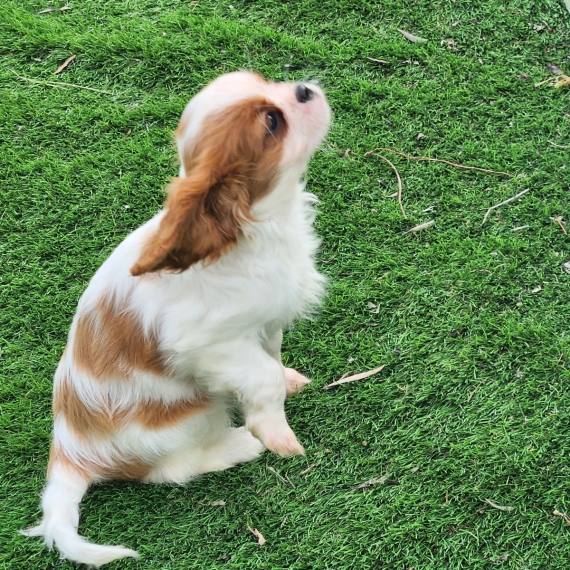 Petite femelle Cavalier King Charles née le 28/08/2025 est proposée – vendue 1700 €.