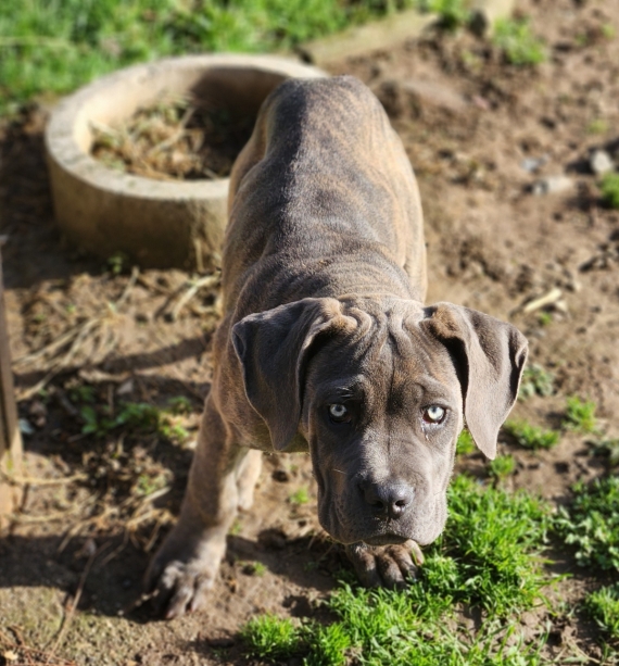 Petite femelle Cane Corso née le 02/08/2025 est proposée – vendue 800 €.