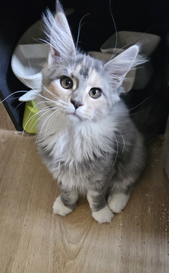 Petite femelle Maine Coon née le 12/08/2025 est proposée – vendue 1300 €.
