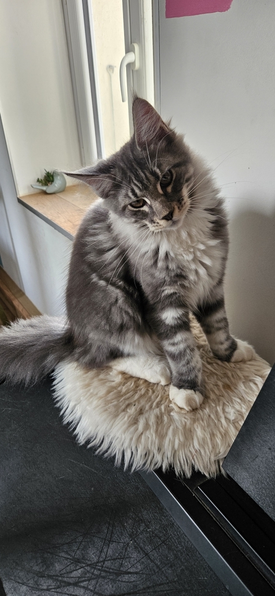 Petit mâle Maine Coon né le 21/06/2025 est proposé – vendu 1200 €.