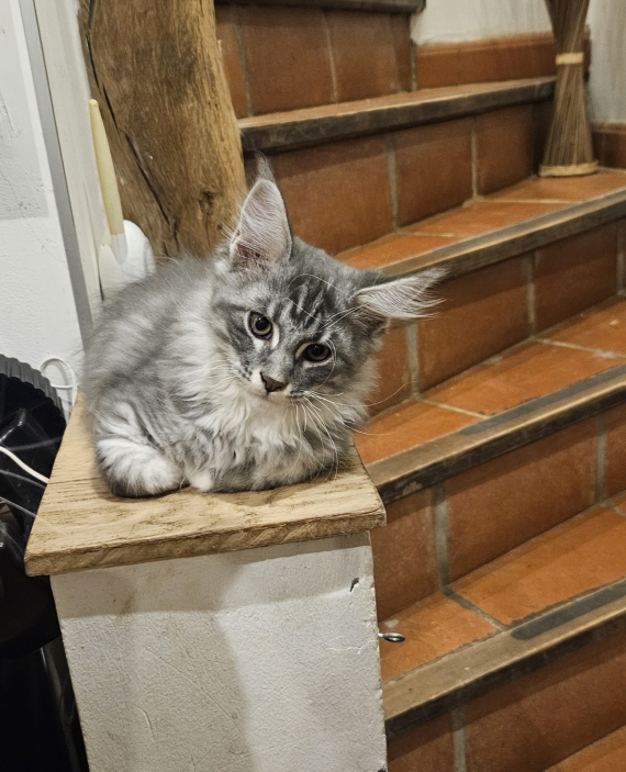 Petit mâle Maine Coon né le 12/08/2025 est proposé – vendu 1200 €.