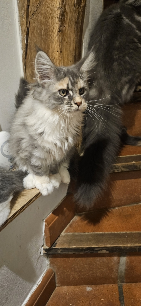 Petite femelle Maine Coon née le 12/08/2025 est proposée – vendue 1300 €.