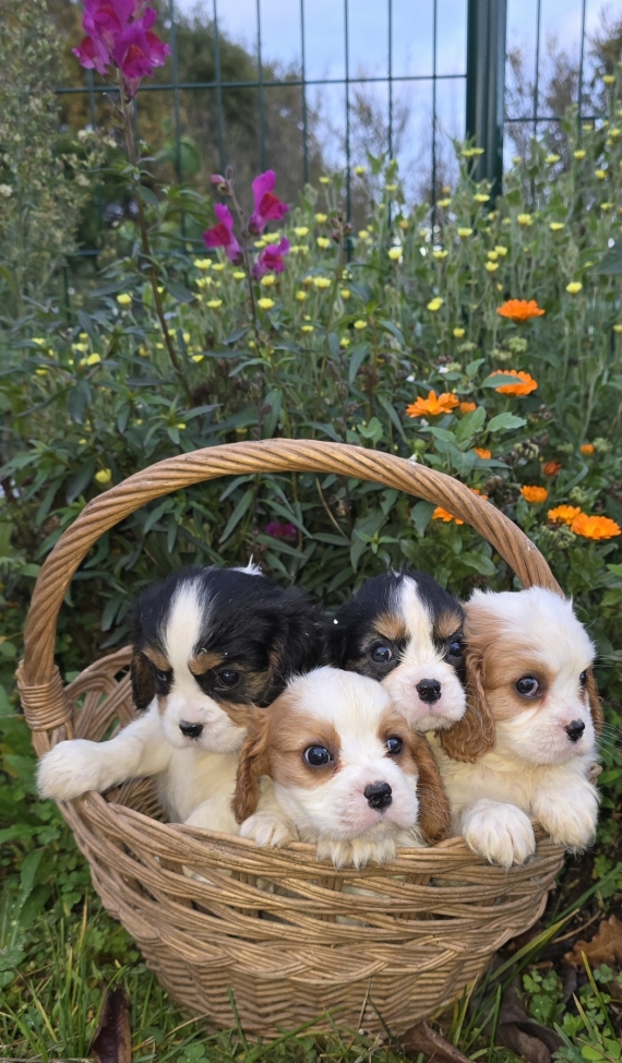 Petite femelle Cavalier King Charles née le 30/09/2025 est proposée – vendue 1300 €.