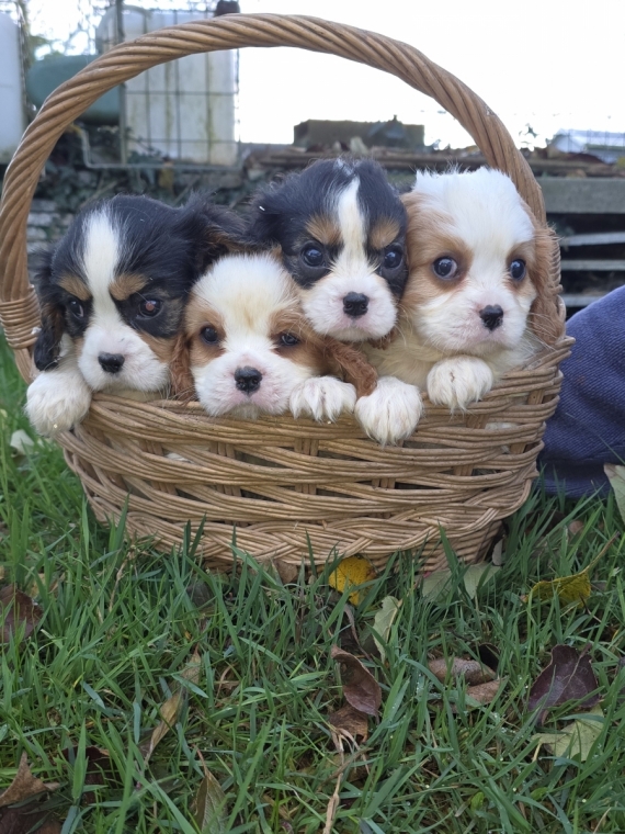 Petit mâle Cavalier King Charles né le 30/09/2025 est proposé – vendu 1200 €.