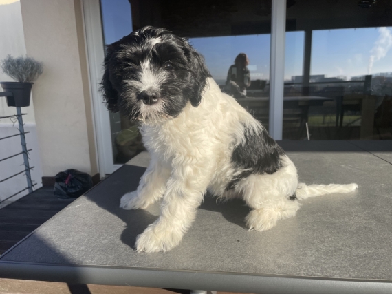 Petit mâle Schapendoes né le 09/09/2025 est proposé – vendu 1800 €.