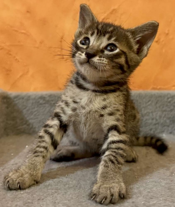 Petit mâle Savannah né le 05/10/2025 est proposé – vendu 1500 €.