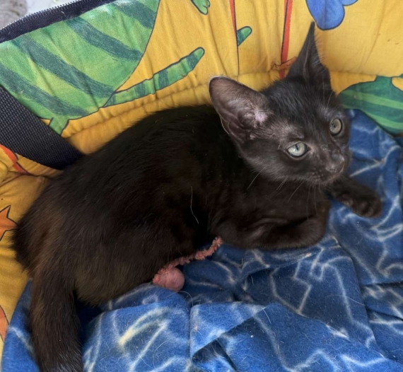 Petit mâle Savannah né le 05/09/2025 est proposé – vendu 1500 €.