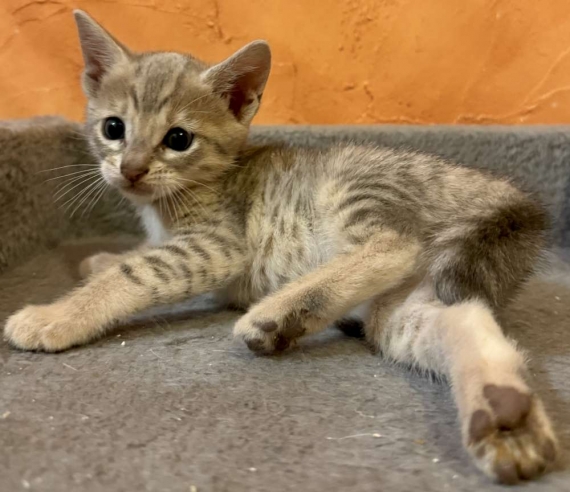 Petit mâle Savannah né le 05/10/2025 est proposé – vendu 1500 €.