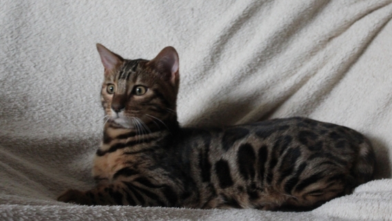 Petit mâle Bengal né le 13/06/2025 est proposé – vendu 1000 €.