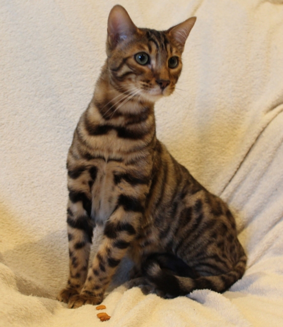 Petit mâle Bengal né le 31/03/2025 est proposé – vendu 900 €.