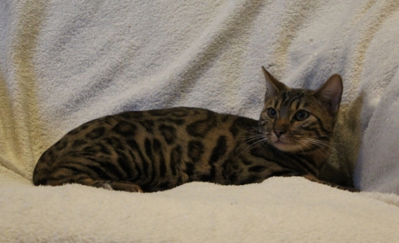 Petite femelle Bengal née le 31/03/2025 est proposée – vendue 900 €.