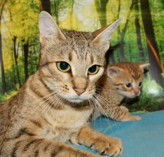 Petit m�le  n� le 05/10/2025 est propos� � vendu 1500 �.