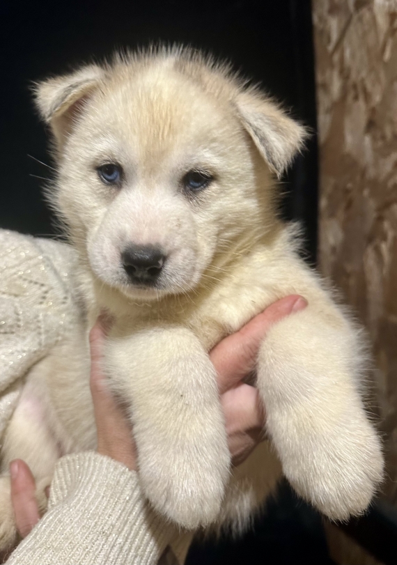 Petit mâle Husky Sibérien né le 06/10/2025 est proposé – vendu 1150 €.