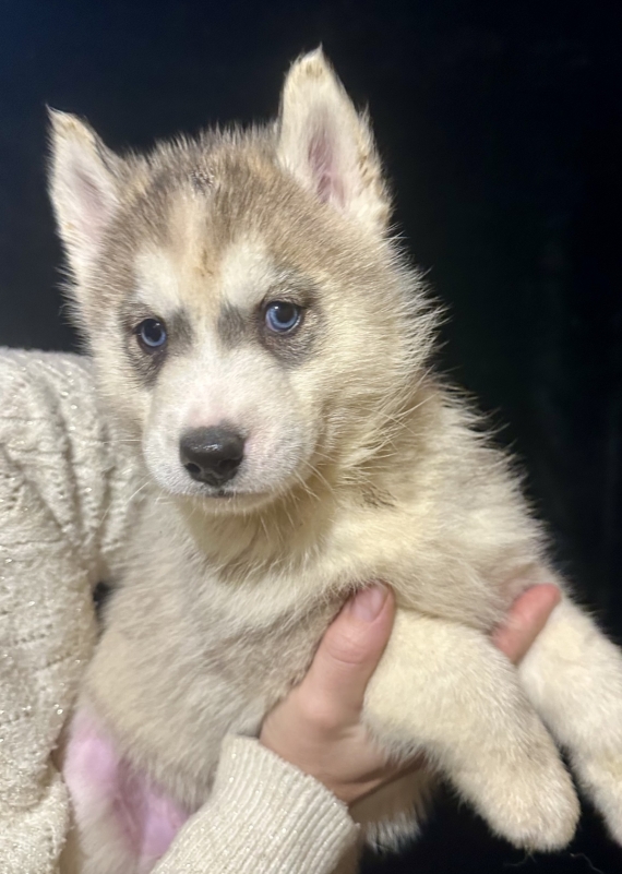 Petit mâle Husky Sibérien né le 06/10/2025 est proposé – vendu 1150 €.