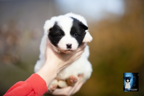 Petite femelle Laika de Yakoutie née le 14/10/2025 est proposée – vendue 1650 €.