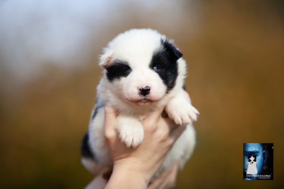 Petite femelle Laika de Yakoutie née le 14/10/2025 est proposée – vendue 1650 €.