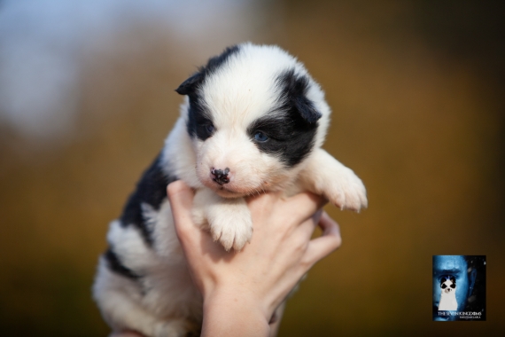 Petite femelle Laika de Yakoutie née le 14/10/2025 est proposée – vendue 1650 €.