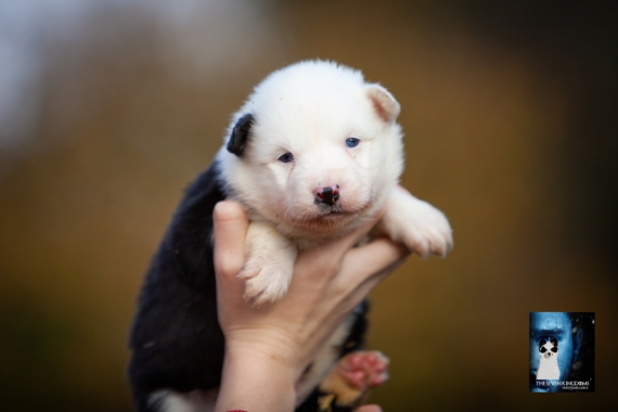 Petite femelle Laika de Yakoutie née le 14/10/2025 est proposée – vendue 1650 €.