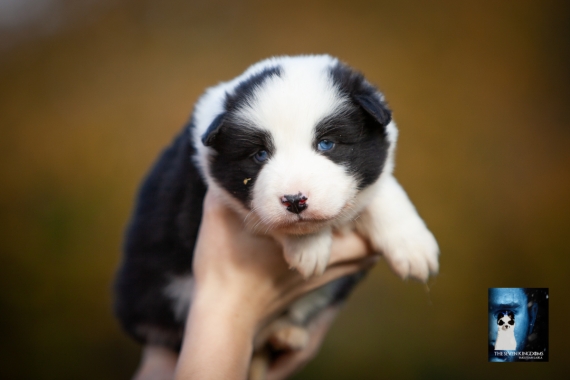 Petite femelle Laika de Yakoutie née le 14/10/2025 est proposée – vendue 1650 €.