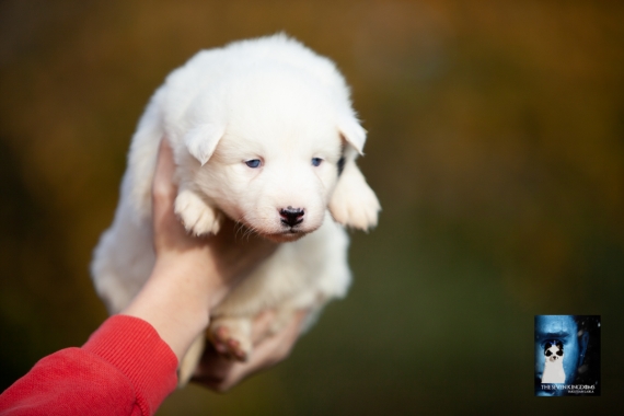 Petite femelle Laika de Yakoutie née le 14/10/2025 est proposée – vendue 1650 €.