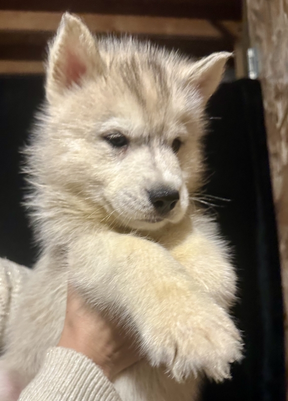 Petit mâle Husky Sibérien né le 06/10/2025 est proposé – vendu 1150 €.