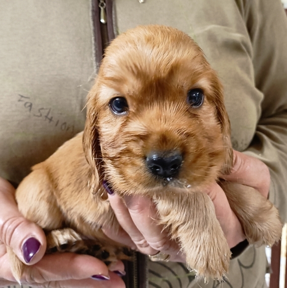 Petite femelle Cocker Anglais (Spaniel) née le 27/10/2025 est proposée – vendue 1400 €.