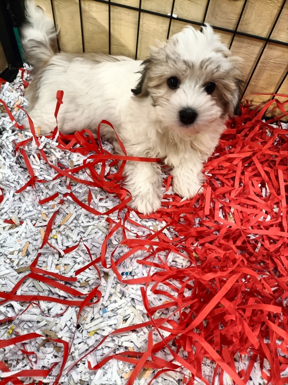 Petite femelle Coton de Tulear née le 15/08/2025 est proposée – vendue 1300 €.