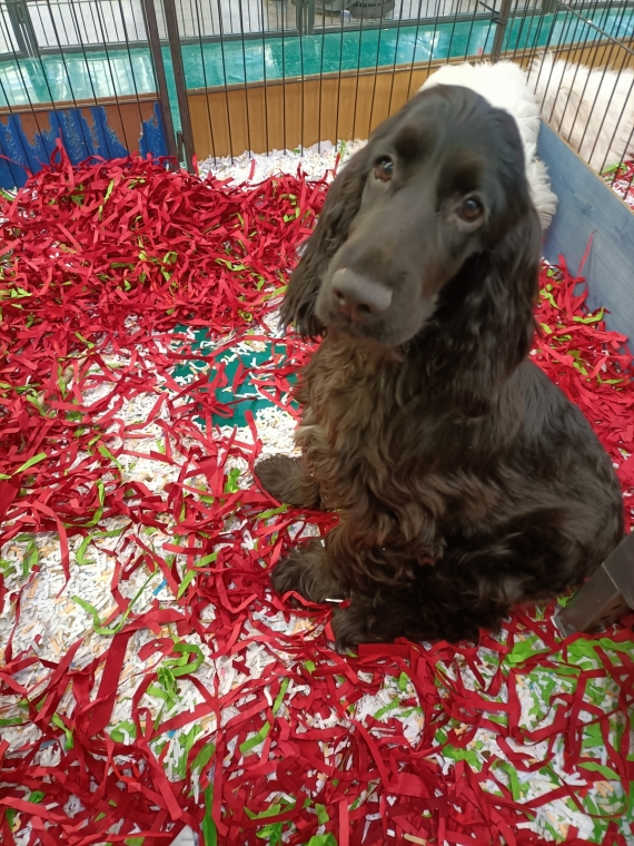 Petit mâle Cocker Anglais (Spaniel) né le 19/05/2025 est proposé – vendu 1200 €.