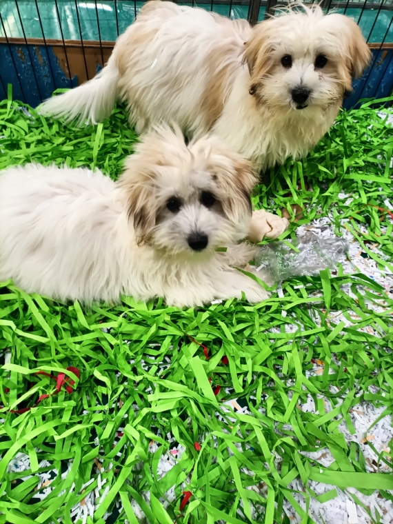 Petite femelle Coton de Tulear née le 16/05/2025 est proposée – vendue 990 €.