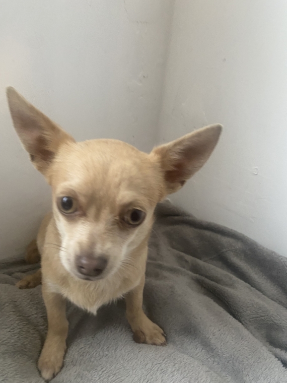 Petite femelle Chihuahua née le 09/06/2025 est proposée – vendue 650 €.