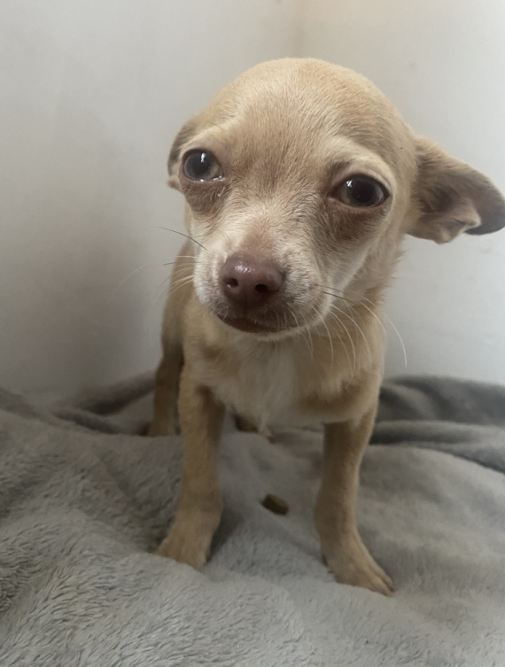 Petit mâle Chihuahua né le 09/06/2025 est proposé – vendu 500 €.