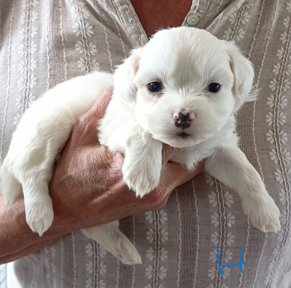 Petite femelle Bichon Havanais née le 15/10/2025 est proposée – vendue 1300 €.