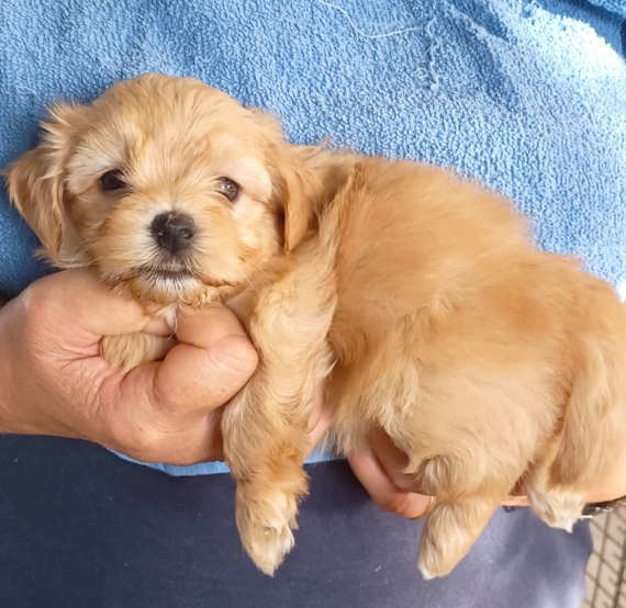 Petit mâle Bichon Havanais né le 15/10/2025 est proposé – vendu 1200 €.