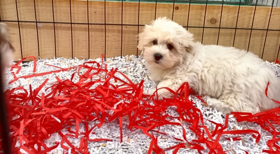 Petite femelle Coton de Tulear née le 15/08/2025 est proposée – vendue 1300 €.