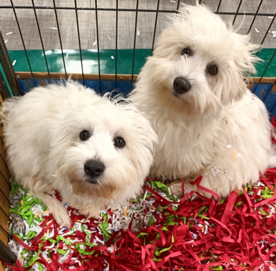 Petit mâle Coton de Tulear né le 16/05/2025 est proposé – vendu 990 €.
