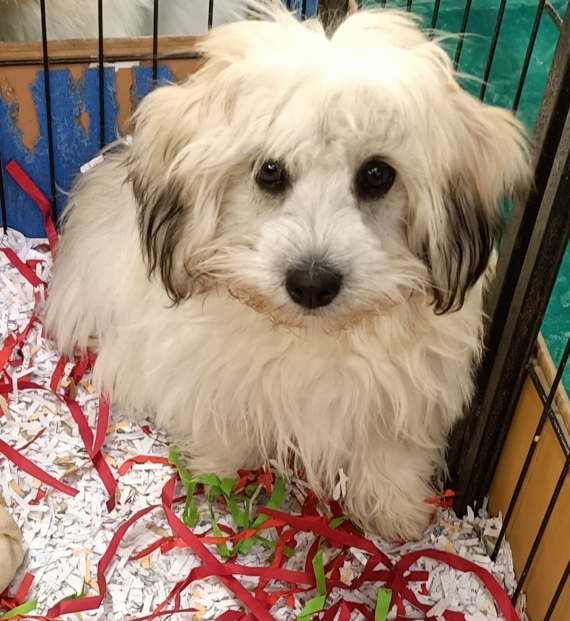 Petite femelle Coton de Tulear née le 22/05/2025 est proposée – vendue 990 €.