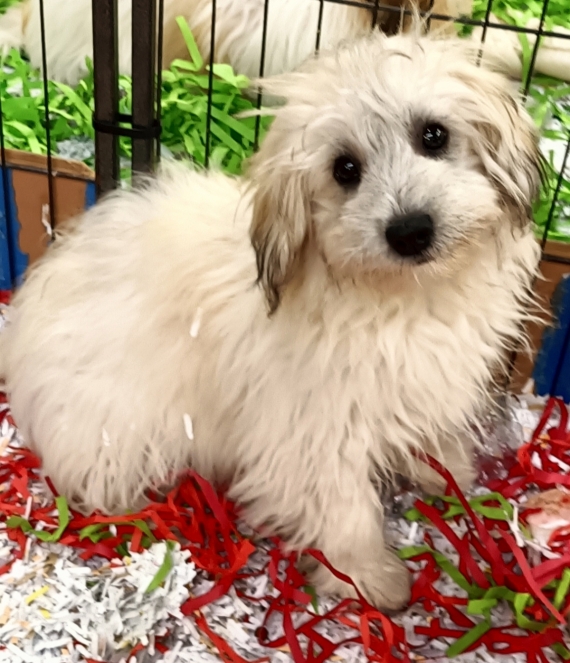 Petite femelle Coton de Tulear née le 24/05/2025 est proposée – vendue 990 €.