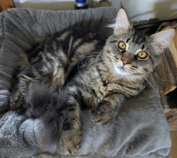 Petit mâle Maine Coon né le 15/05/2025 est proposé – vendu 1200 €.