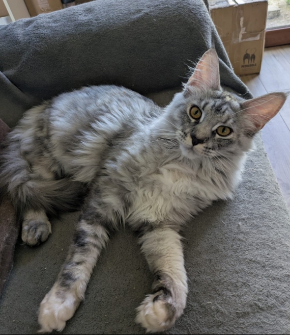 Petite femelle Maine Coon née le 15/05/2025 est proposée – vendue 1500 €.