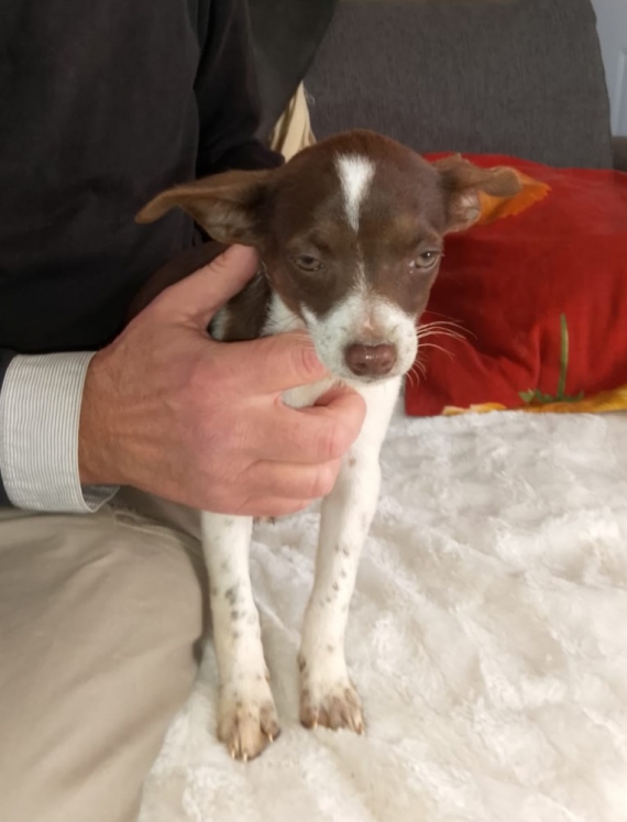 Petit mâle Chihuahua né le 09/08/2025 est proposé – vendu 649 €.