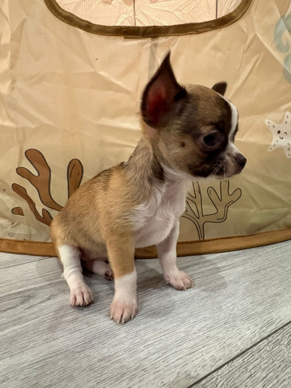 Petite femelle Chihuahua née le 01/10/2025 est proposée – vendue 690 €.