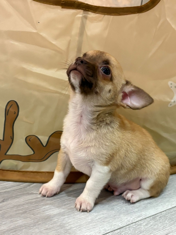 Petit mâle Chihuahua né le 01/10/2025 est proposé – vendu 690 €.