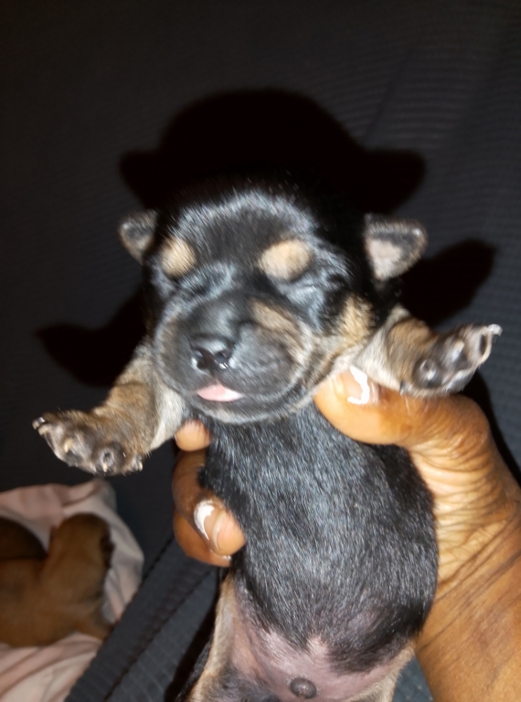 Petit mâle Chihuahua né le 19/11/2025 est proposé – vendu 749 €.