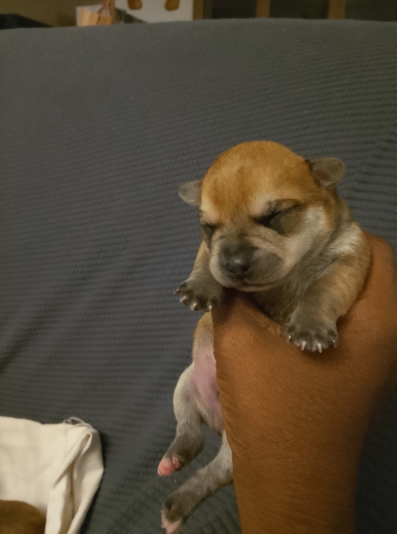 Petit mâle Chihuahua né le 19/11/2025 est proposé – vendu 749 €.