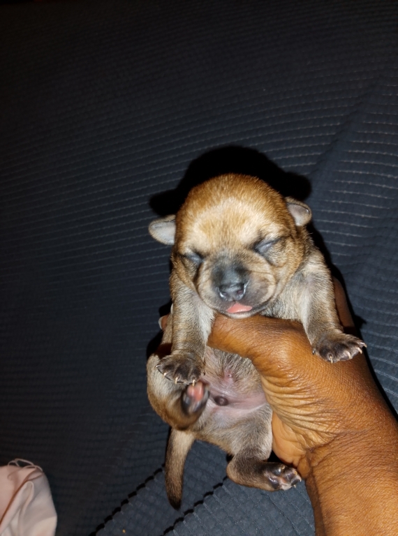 Petit mâle Chihuahua né le 19/11/2025 est proposé – vendu 749 €.