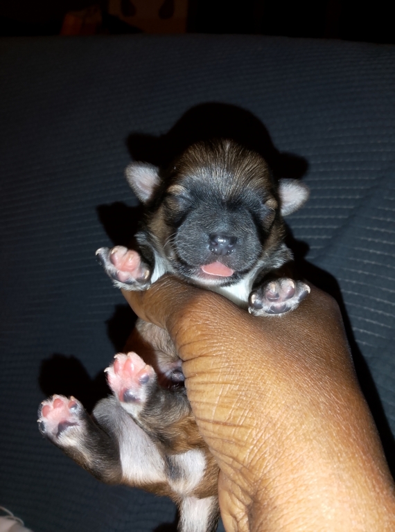 Petit mâle Chihuahua né le 19/11/2025 est proposé – vendu 749 €.