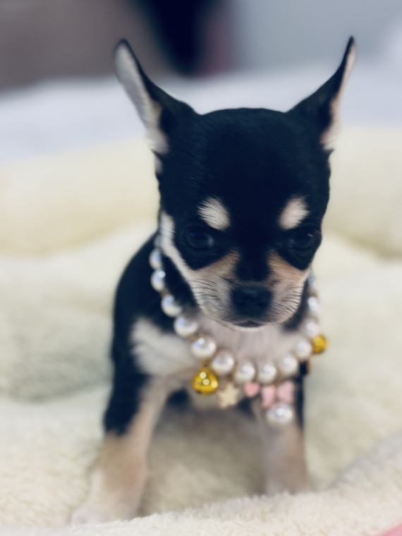 Petite femelle Chihuahua née le 10/10/2025 est proposée – vendue 1270 €.