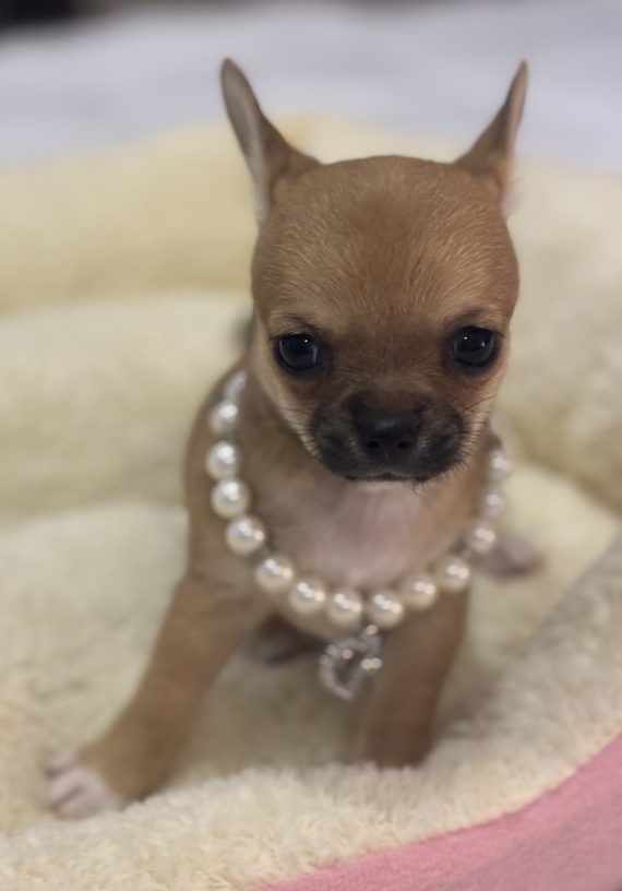 Petite femelle Chihuahua née le 10/10/2025 est proposée – vendue 1270 €.