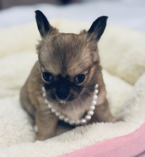 Petite femelle Chihuahua née le 10/10/2025 est proposée – vendue 1270 €.